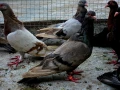 Римски гълъби (Рьомери), снимка 12