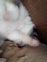 продавам малки померан, снимка 3