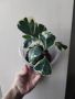 Фикус, Ficus triangularis Sweetheart variegata, снимка 1 - Стайни растения - 45413930
