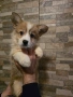 Уелско Корги Пембруг , снимка 3
