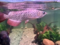 Arowana RTG, снимка 8