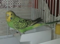 Папагали вълнисти, снимка 2