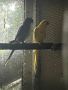 Папагали малък Александър, снимка 3