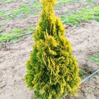 Туя Златен Смарагд, Thuja Occidentalis Golden Smaragd, снимка 3 - Градински цветя и растения - 37217569