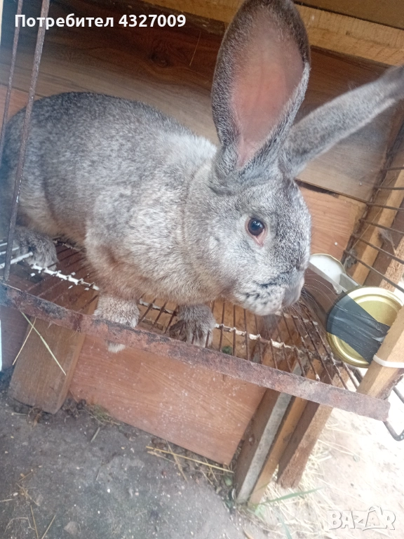 Продавам мъжки заек , снимка 1