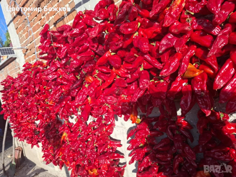 🌶️ Домашни сушени червени чушки – истински вкус от градината! 🌶️ НА ЕДРО!!!, снимка 1