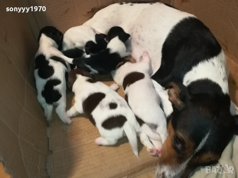 ДЖАК РЪСЕЛ-250ЛВ ЗА СЛАДКО КУТРЕ ПО ИЗБОР 2608250840, снимка 1