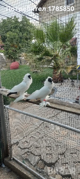 Гълъби шмалканденски монахини, снимка 1