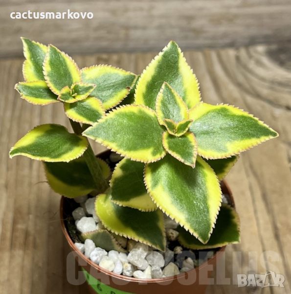 Crassula sarmentosa f. variegata, снимка 1