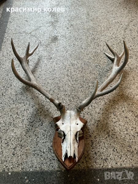 големи ловни трофеи/роги/, снимка 1