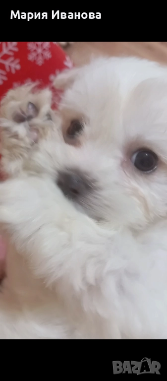 Малтийска болонка , снимка 1