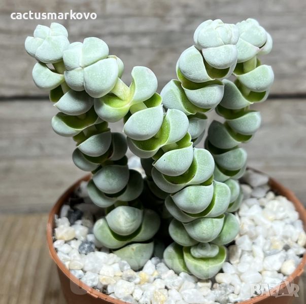 Crassula plegmatoides, снимка 1