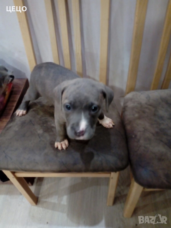 ПРОДАВАМ МАЛКИ ПИТБУЛИ !!! БЛУ НОС, снимка 1