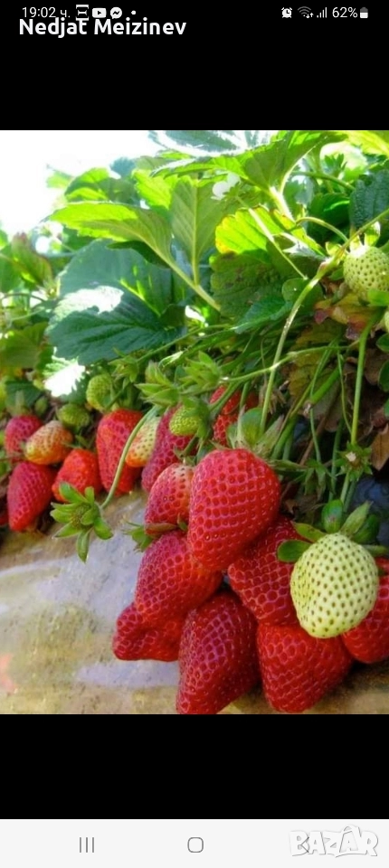 Ягоди сорт Зенга Зенгана, снимка 1