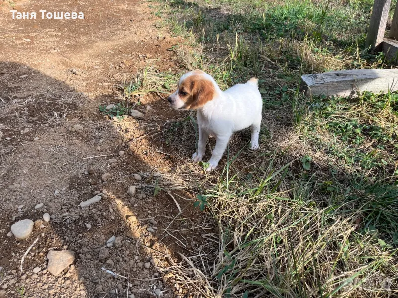 Чистокръвни Бретон Шпаньоли , снимка 1