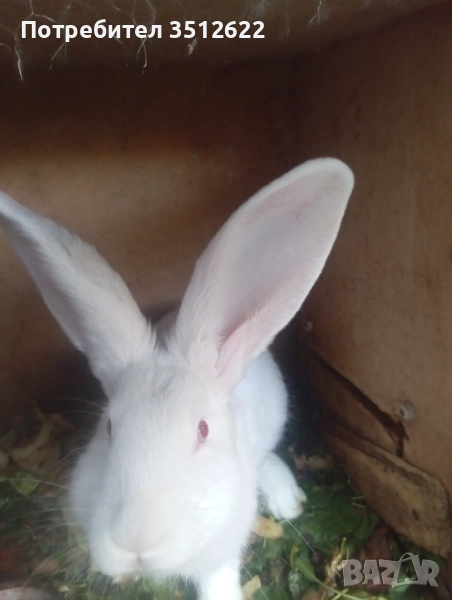 Продавам зайци, снимка 1