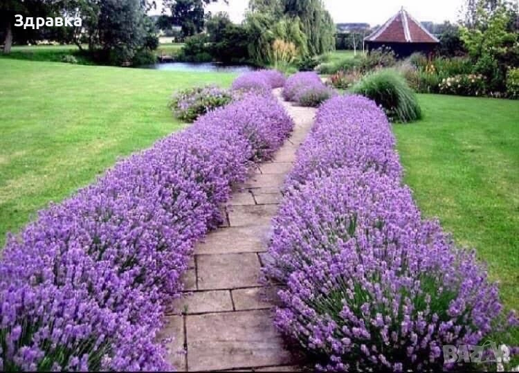 Лавандула , снимка 1