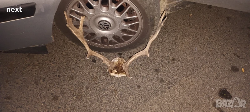 рога от елен, снимка 1