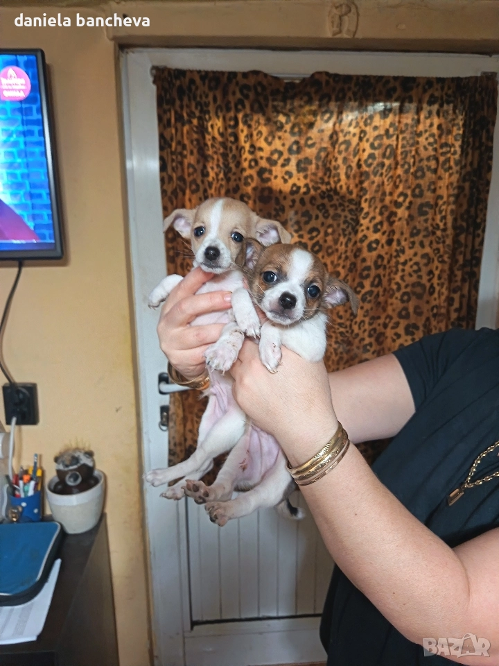 свободно едно момче чихуахуа, снимка 1