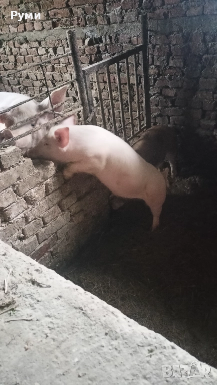 Продавам прасенца, снимка 1