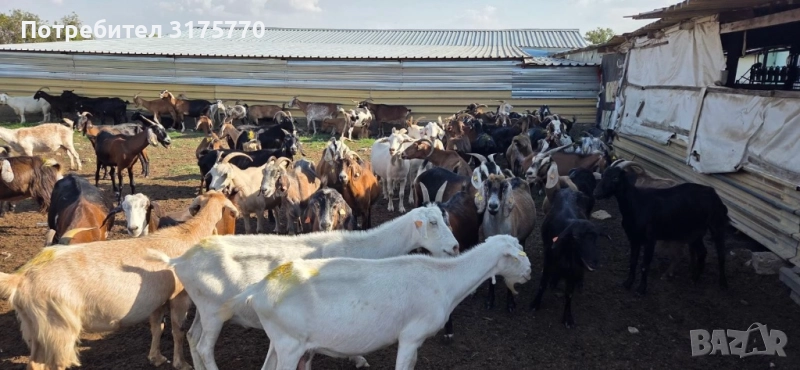 Продавам кози, снимка 1