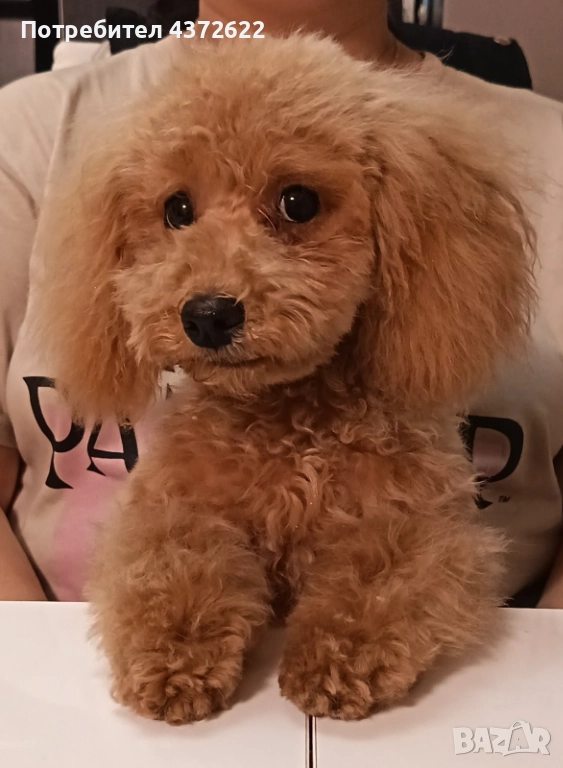 Той Пудел - момиче, снимка 1