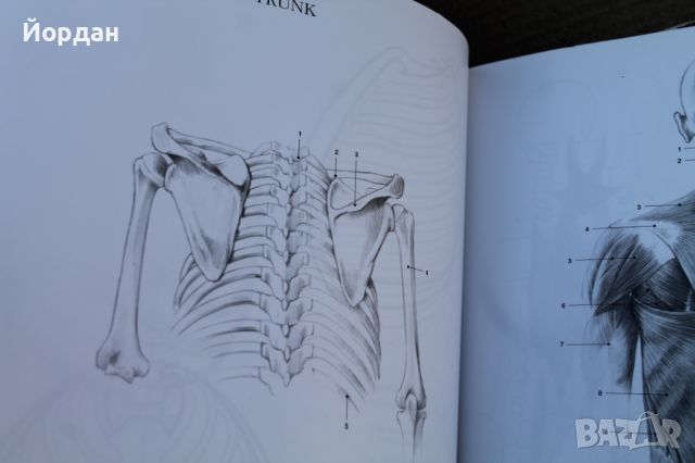 Учебник по рисуване ''Anatomy drwaing school'', снимка 7 - Специализирана литература - 45964234