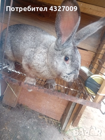 Продавам мъжки заек 