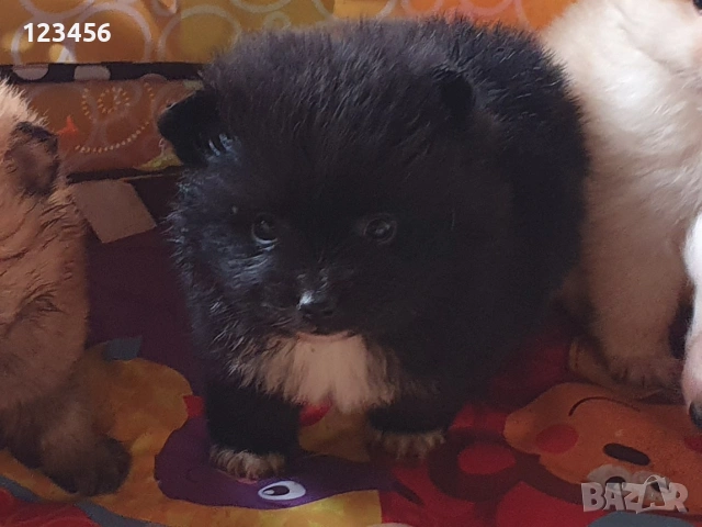 Померан шпиц 