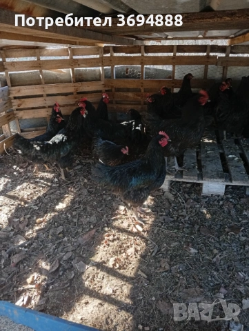 Петли, снимка 2 - Кокошки и пуйки - 53155478