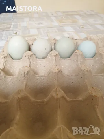 яйца от кокошки Легбар и пекински патици юрдечки, снимка 2 - Кокошки и пуйки - 46476827