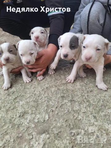 прдават се питбулчета ретнос, снимка 4 - Питбул - 54172863