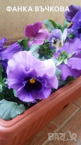 РАЗСАД ТЕМЕНУЖКИ