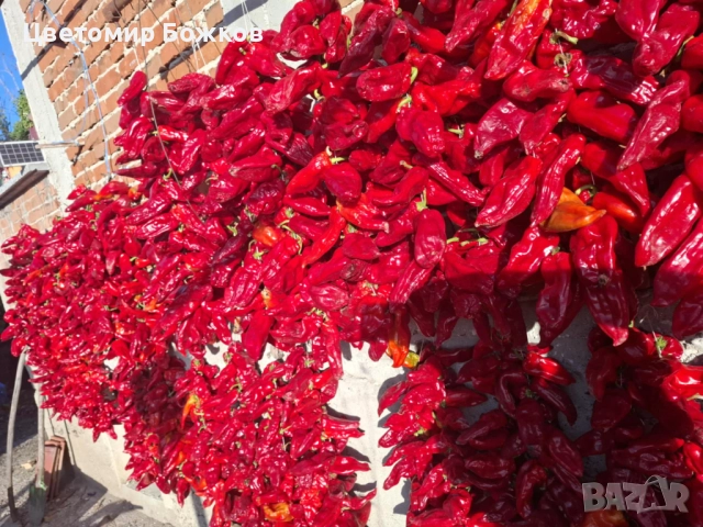 🌶️ Домашни сушени червени чушки – истински вкус от градината! 🌶️ НА ЕДРО!!!