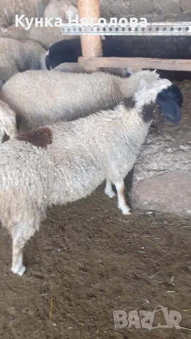 Продавам агнета и овце, снимка 6 - Овце - 51152827