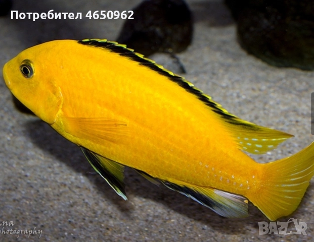 Аквариумни риби, африкански цихлиди от езерото Малави, снимка 5 - Рибки - 52414237