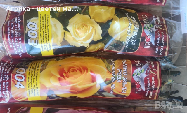 РОЗИ корени НОВО ЗАРЕЖДАНЕ от лицензиран разсадник , снимка 11 - Градински цветя и растения - 42675882