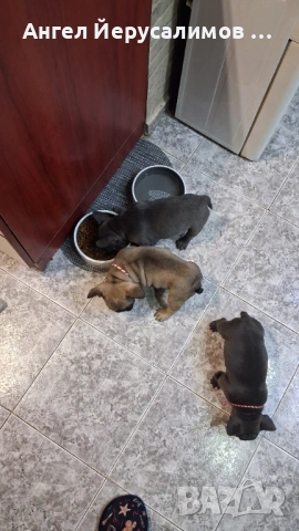 Уникални кученца френски булдог. , снимка 4 - Френски булдог - 53716204