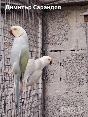 Продавам Малки александри