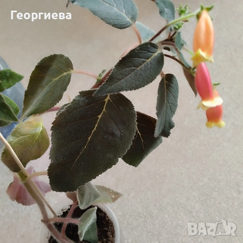 колерия растения , снимка 2 - Стайни растения - 51619779