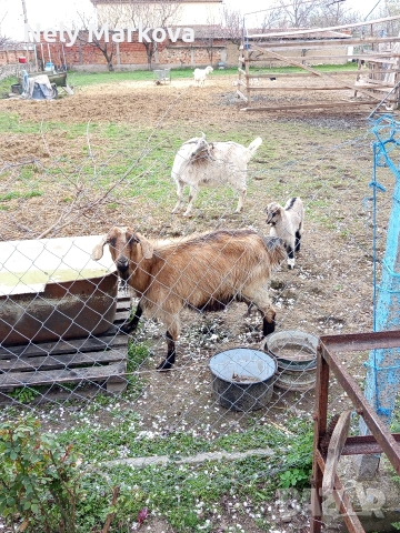 Скопен пърч и кози, снимка 4 - Кози - 54043599