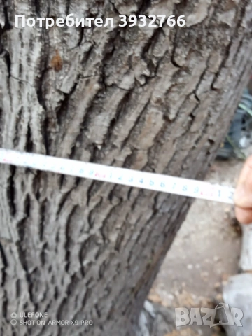 Дървесина от орех, снимка 3 - Строителни материали - 53933856