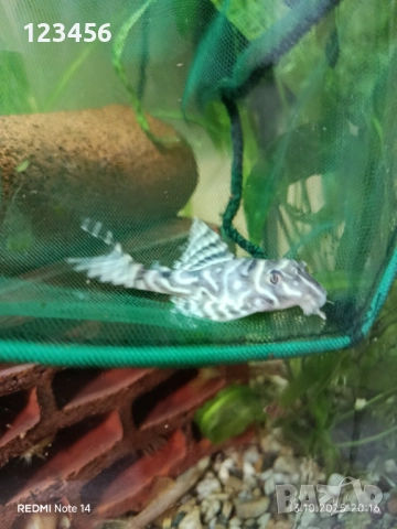 L333, снимка 3 - Рибки - 52043873