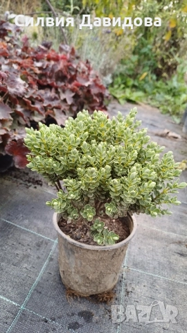 Хебе Hebe, снимка 10 - Градински цветя и растения - 52534903