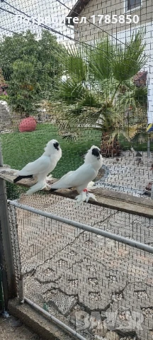 Гълъби шмалканденски монахини, снимка 1