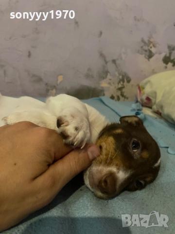 ДЖАК РЪСЕЛ 250ЛВ ЗА КУТРЕ С ВАКСИНА И ПАСПОРТ 1510250824, снимка 10 - Джак ръсел териер - 52059298