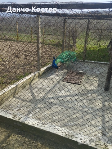 Пауни, снимка 2 - други­ - 53914580