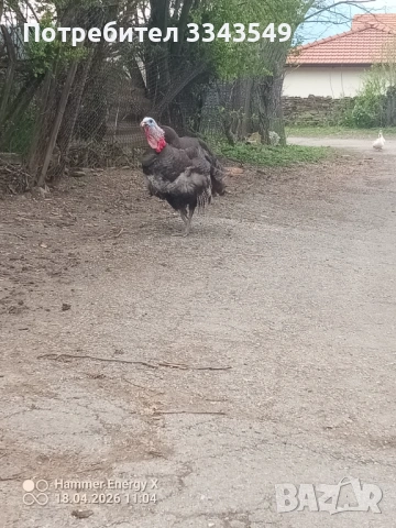 Мъжки пуяк , снимка 3 - Кокошки и пуйки - 54249106