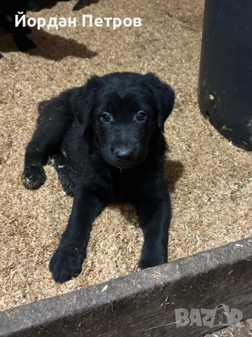 Голдан ретривър и немска овчарка