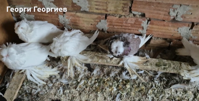 Гълъби бухари , снимка 10 - Гълъби - 52404966